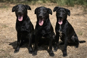 Drei schwarze Herzenshunde suchen ihr zu Hause