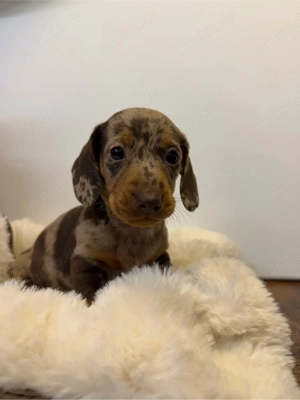 Wunderschöne Zwergdackel welpen suchen Traumzuhause Letzter rüde  