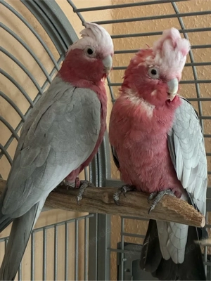 Rosakakadu (Galah) Paar 1,1 inkl. Zimmervoliere