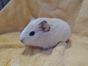 Meerschweinchen Glatthaar Böcke Männchen 