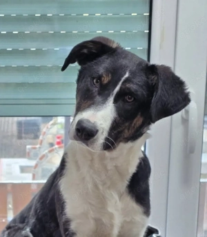 Cleo - ausgeglichen und sozial