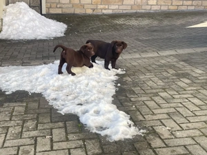 Labrador Welpen abzugeben