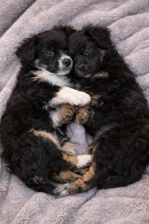 Chiwalonka Welpen mit einzigartigen Abzeichen 