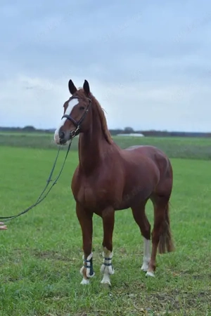 Liebevoller Hannoveraner Wallach sucht sein Zuhause  Bild 3