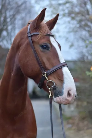 Liebevoller Hannoveraner Wallach sucht sein Zuhause  Bild 2