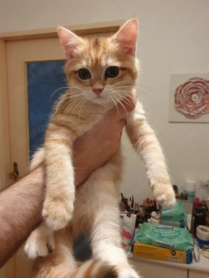 Süße bkh blh katzenbaby männlich 