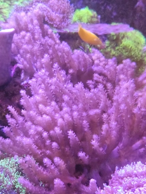 Sinularia   Fingerlederkorallen Ableger 