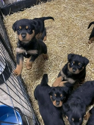 Reinrassige Rottweilerwelpen 