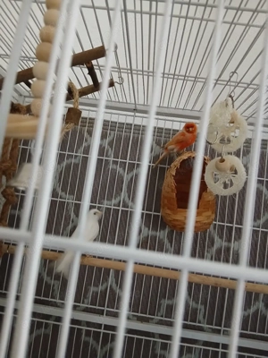 2 Kanarien Vögel mit Käfig