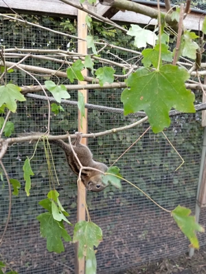 Streifenhörnchen, Männer 