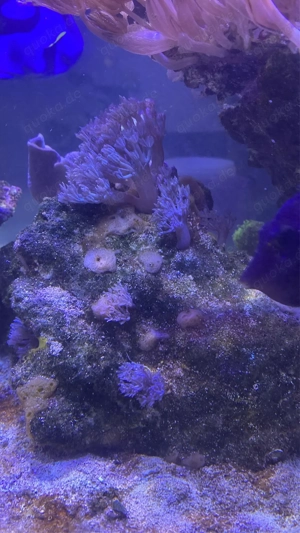 Lebendgestein mit Xenia 