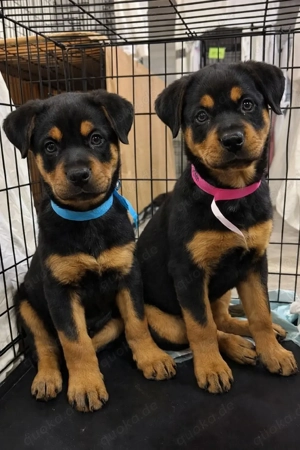 Rottweilerwelpen zu verkaufen