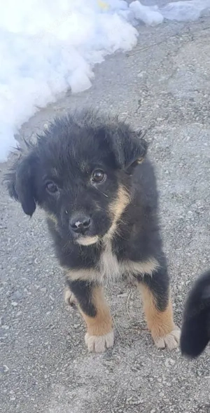 Ronja- Welpenmädchen, Welpe weiblich aus Bosnien braun schwarz