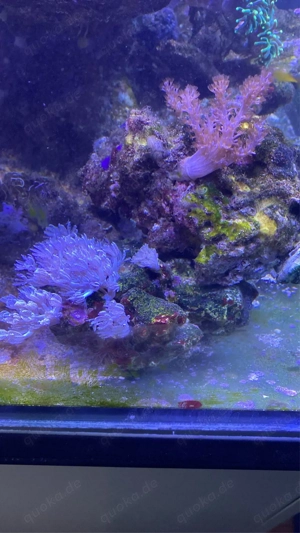 Lebendgestein mit koralle 