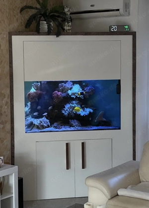 Seewasser Eckaquarium mit extra Filterbecken,Technik und Tieren komplett