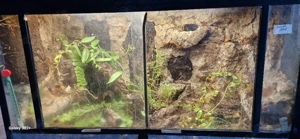 Glas Terrarium mit Unterschrank