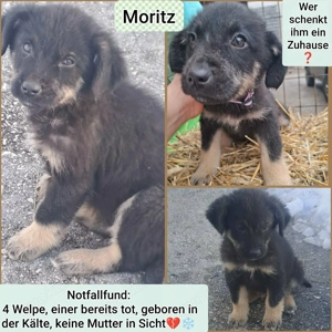 Moritz. Welpe Rüde schwarz braun aus Bosnien Welpenkind sucht dringend seine Familie