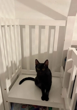 Europäisch Kurzhaar