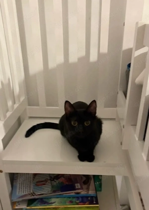 Europäisch Kurzhaar