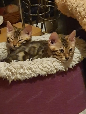 Bengal katze kitten 