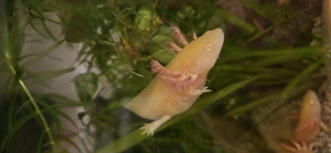 Axolotl Jungtiere (Goldalbino) Bild 6