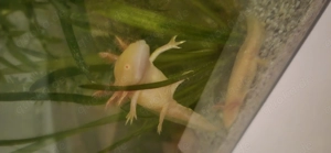 Axolotl Jungtiere (Goldalbino) Bild 5