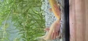 Axolotl Jungtiere (Goldalbino) Bild 7