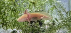 Axolotl Jungtiere (Goldalbino) Bild 4