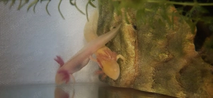 Axolotl Jungtiere (Goldalbino) Bild 2