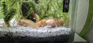 Axolotl Jungtiere (Goldalbino)