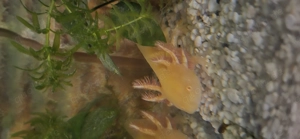 Axolotl Jungtiere (Goldalbino) Bild 3