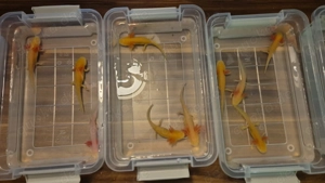 Axolotl Jungtiere (Goldalbino) Bild 8