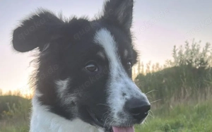 Zuhause gesucht für Adi Bild 3