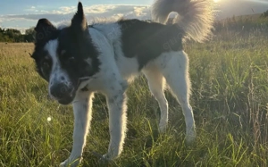 Zuhause gesucht für Adi Bild 2