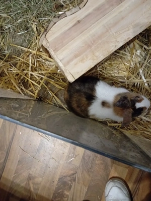 Kaninchen Böckchen weibchen Bild 2