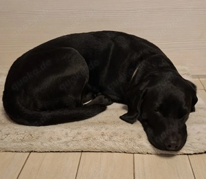 Labrador BGS Mischling