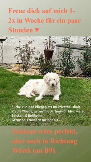 Liebevolle Betreuung für Seniorhund gesucht (Di & Do)