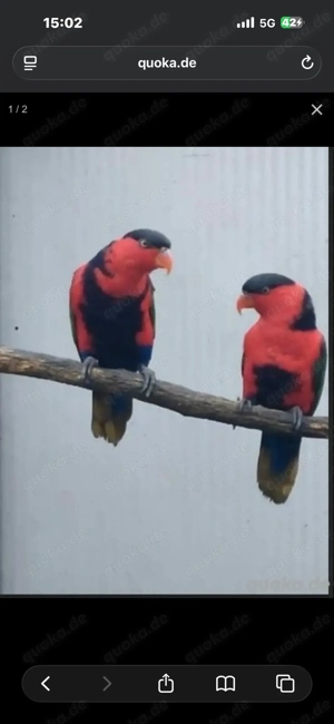 Vögel Zwei Schwarzkopflori Papageien (Lorius lory), beide männlich 