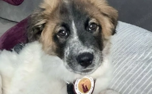 Liebevoller Bento wartet auf sein Glück