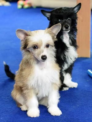 Chinesischer Schopfhund Powderpuff