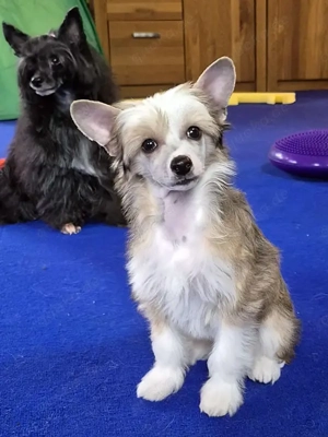 Chinesischer Schopfhund Powderpuff