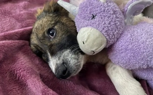 Athene wartet auf deine Nachricht