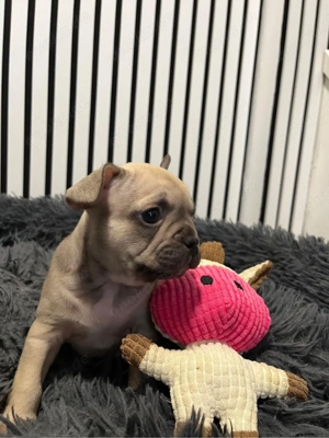 Französische Bulldoggen Welpen