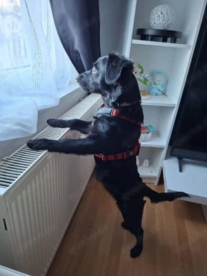 Nelly sucht ein für immer zu Hause