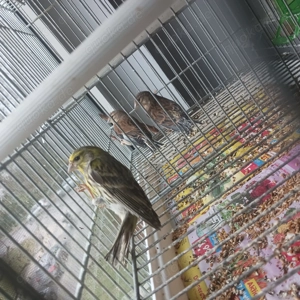 Bluthanfling gerlizer