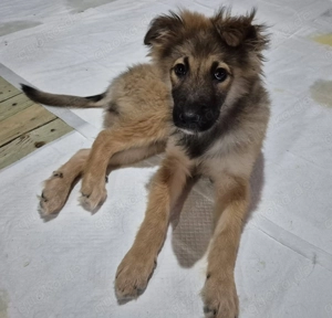 Welpenhündin 890502 sucht ihr eigenes Körbchen