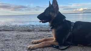 Junger Schäferhund Rüde