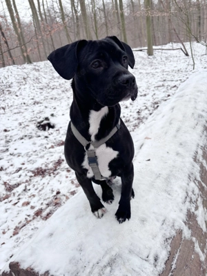 Junger rüde zu verkaufen 