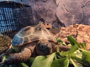 Vierzehenschildkröte Testudo horsfieldii 2 stück  Landschildkröten 