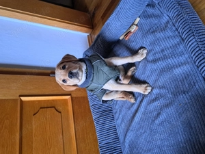 Labradorwelpe 13 Wochen zu verkaufen 